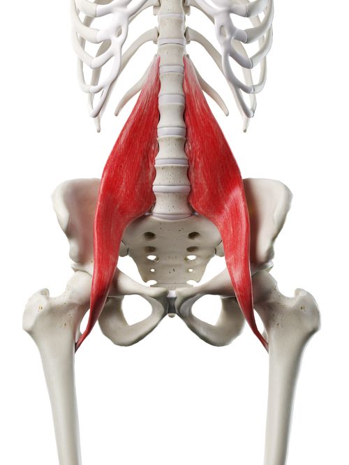 Psoas muscle connecting the upper and lower body